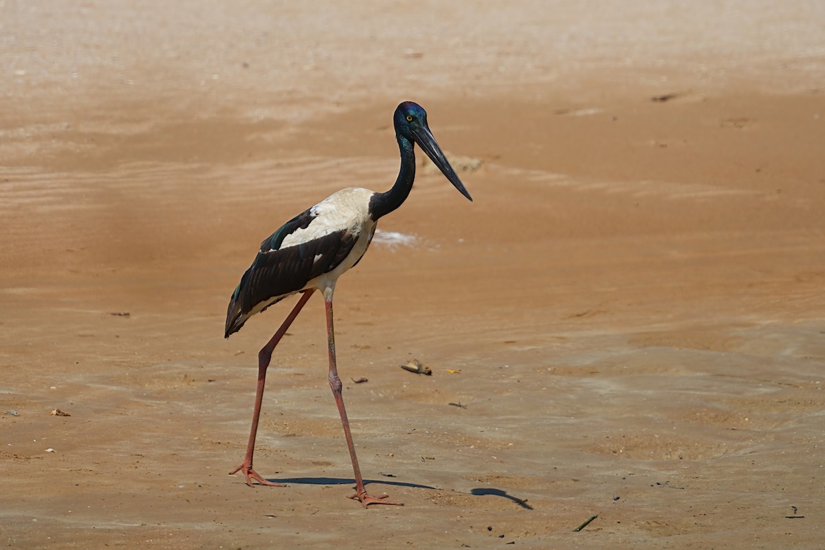 čáp černokrký - ML645978706