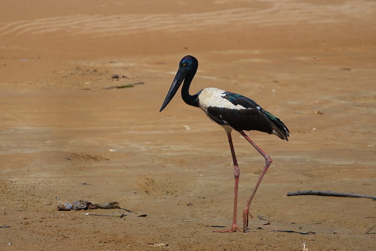 čáp černokrký - ML645978707