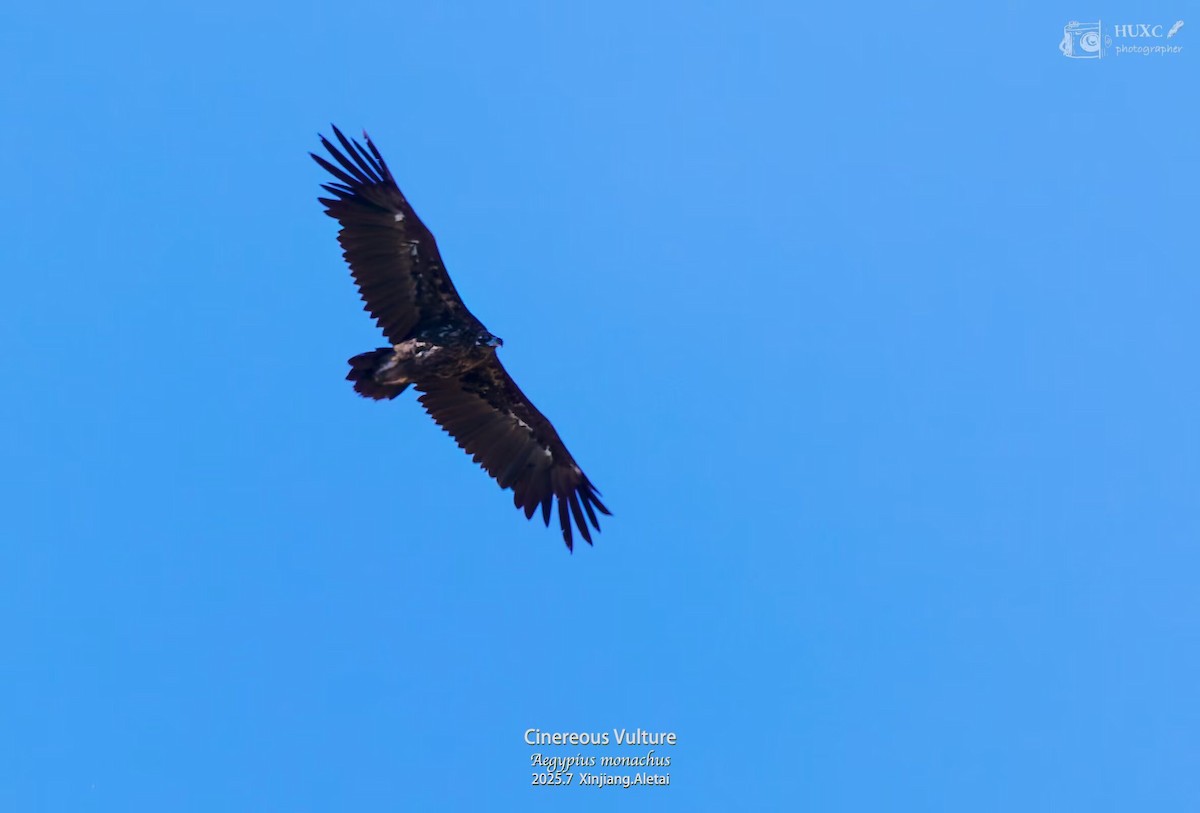 sup hnědý - ML645978727