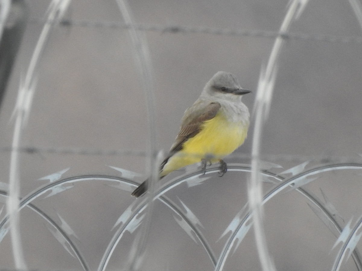 Western Kingbird - ML645978728