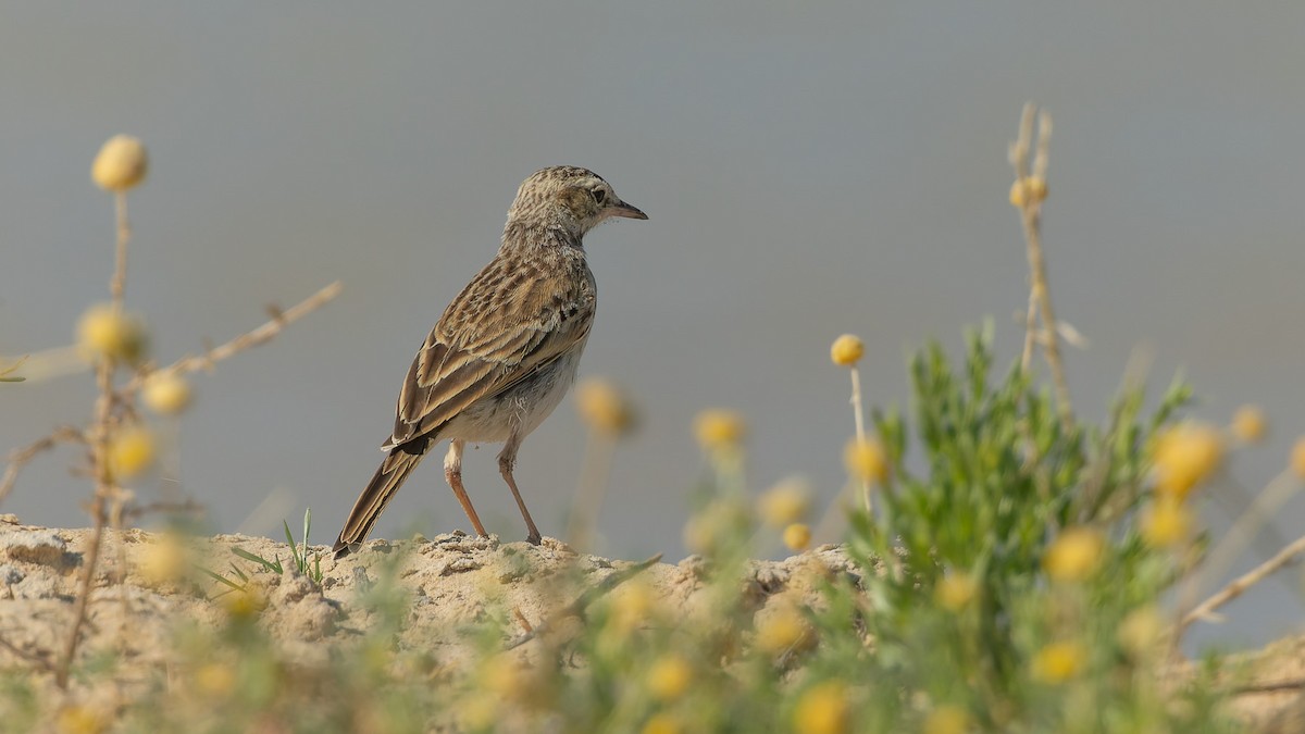 Australian Pipit - ML645978730