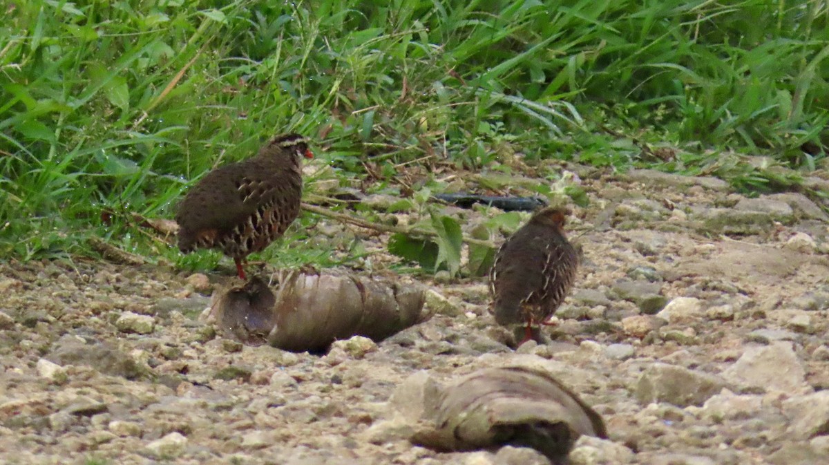 Painted Bush-Quail - ML645978731