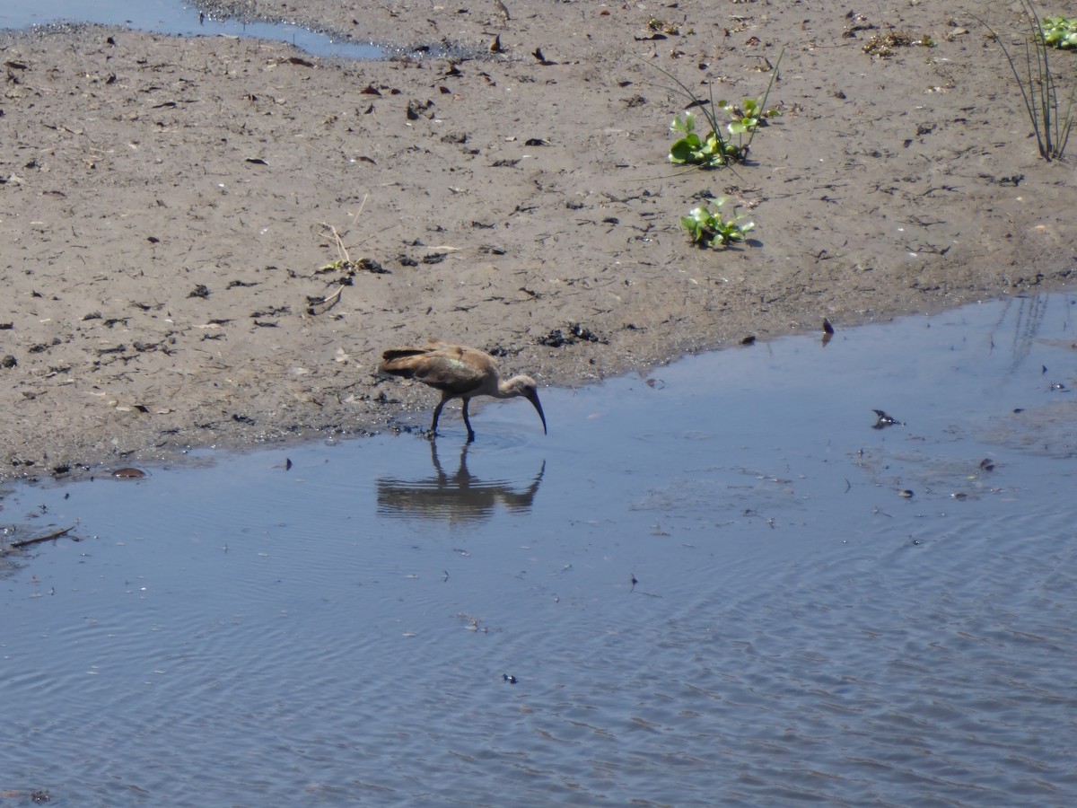 Hadada Ibis - ML645978743