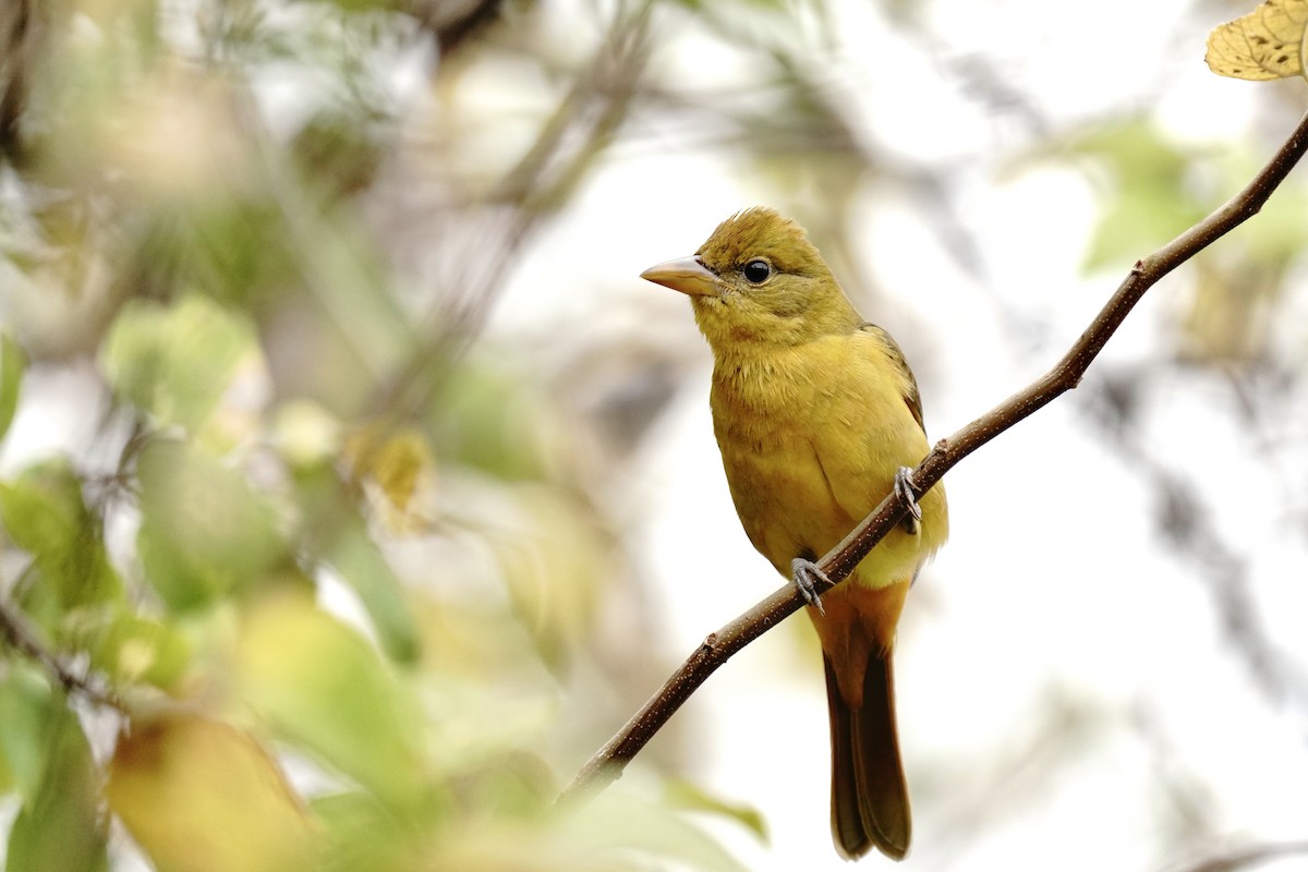 Summer Tanager - ML645978744