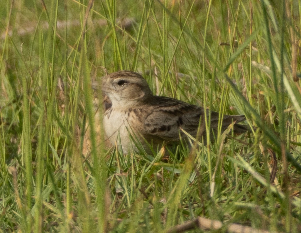Alouette de Sykes - ML645978755