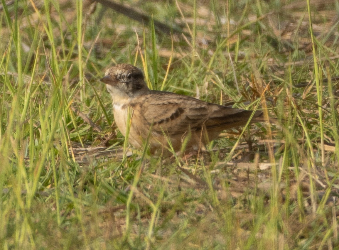 Alouette de Sykes - ML645978756