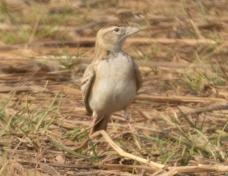 Alouette de Sykes - ML645978757