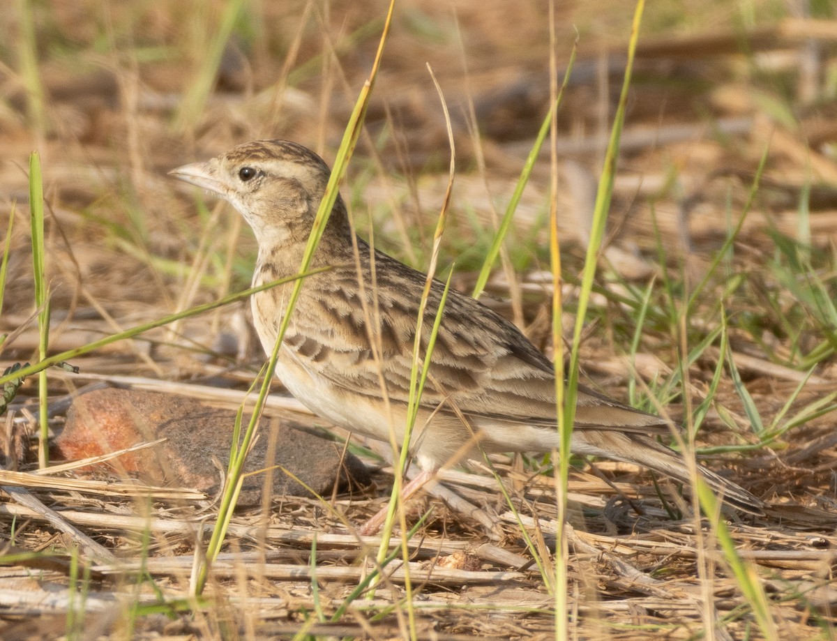 Alouette de Sykes - ML645978758
