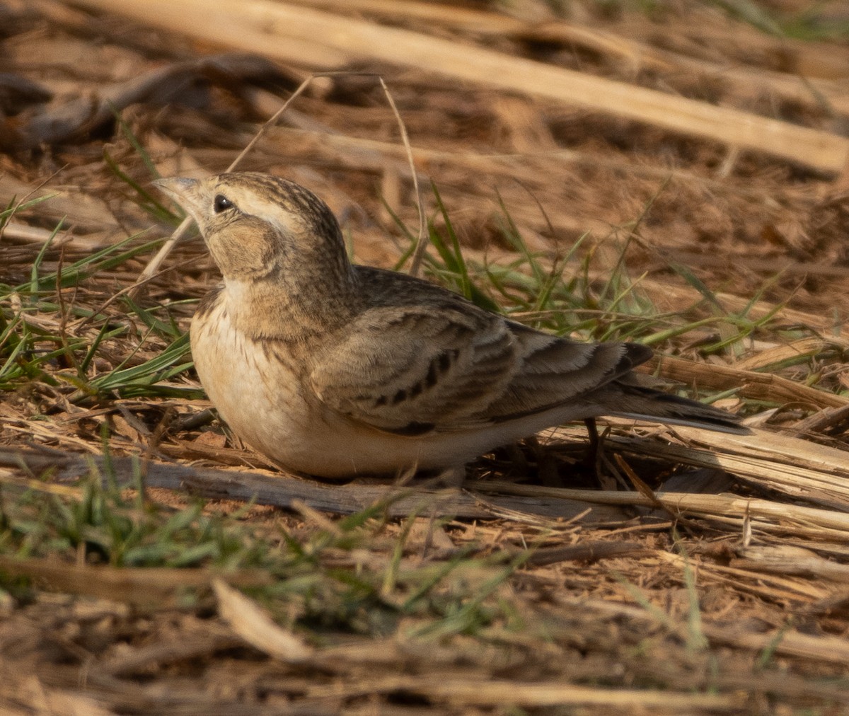 Alouette de Sykes - ML645978760