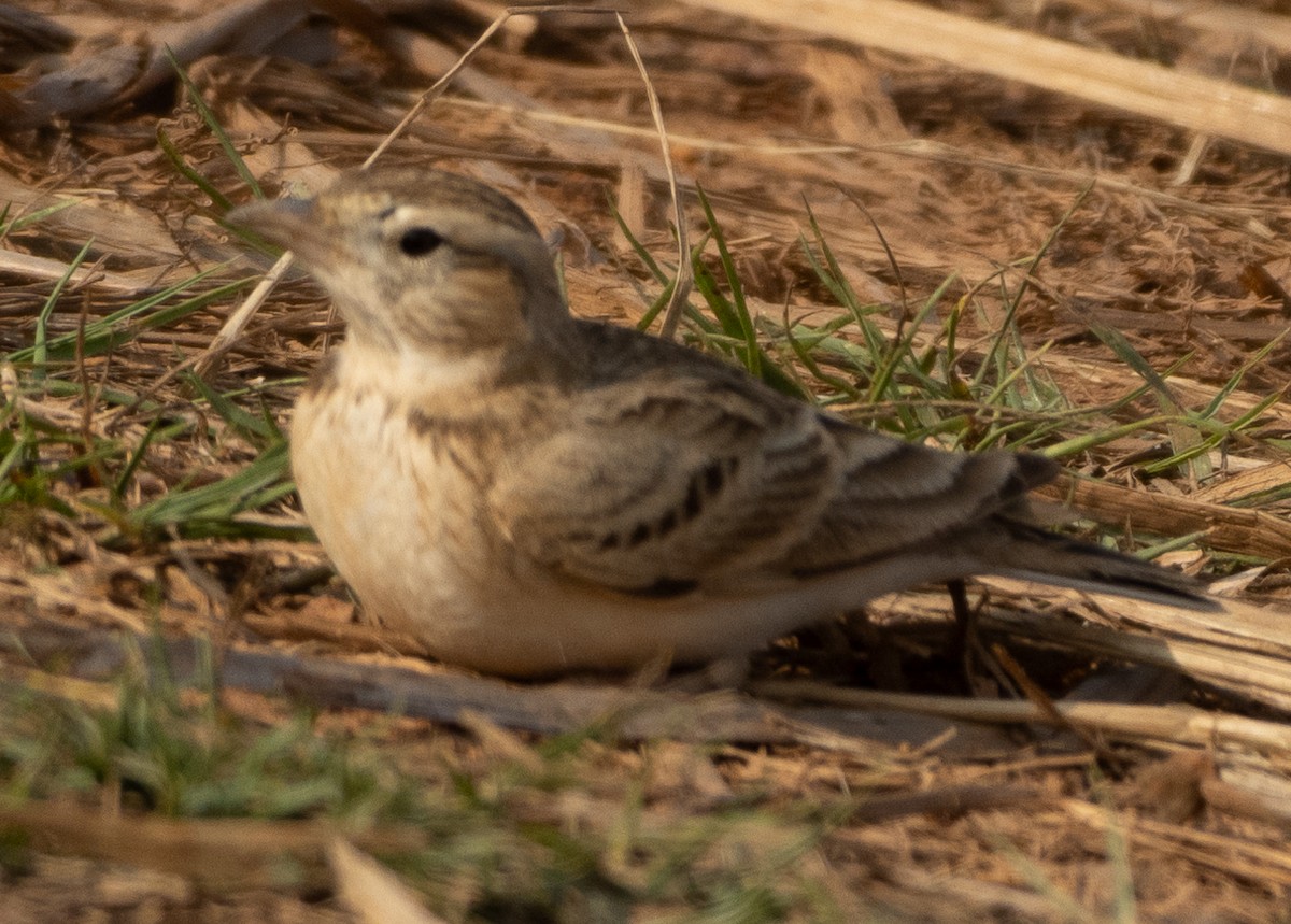 Alouette de Sykes - ML645978761