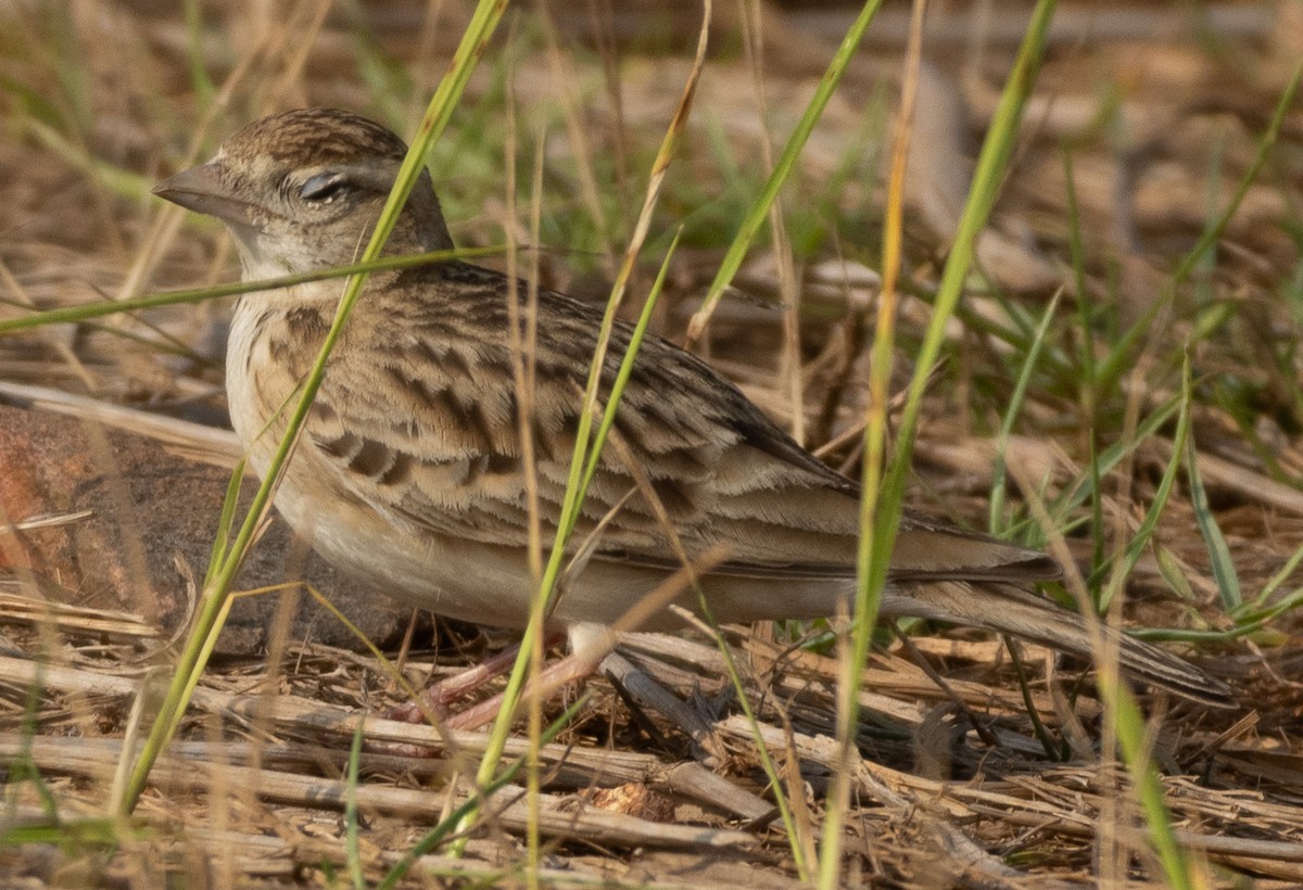 Alouette de Sykes - ML645978762