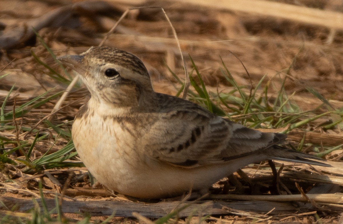 Alouette de Sykes - ML645978763