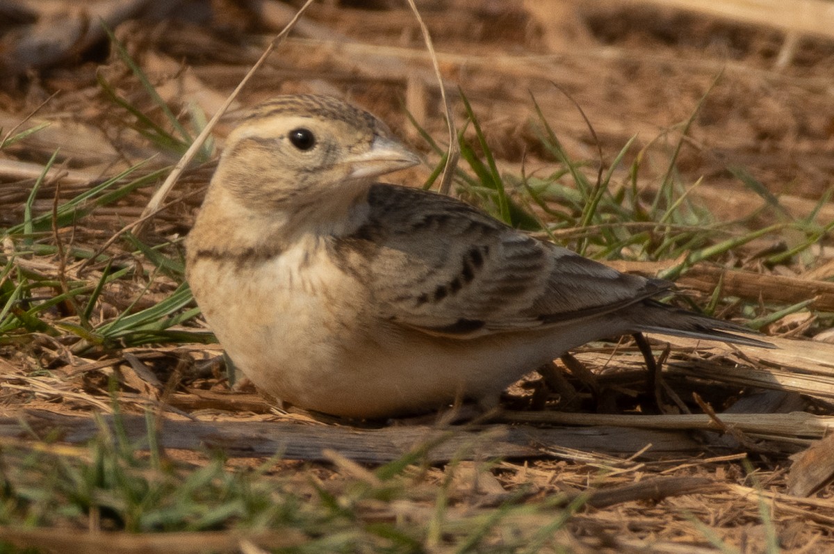 Alouette de Sykes - ML645978764