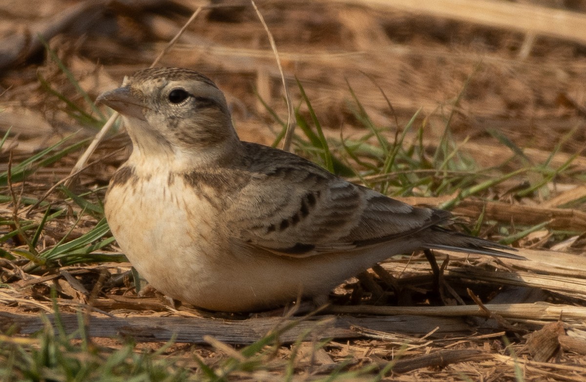 Alouette de Sykes - ML645978765