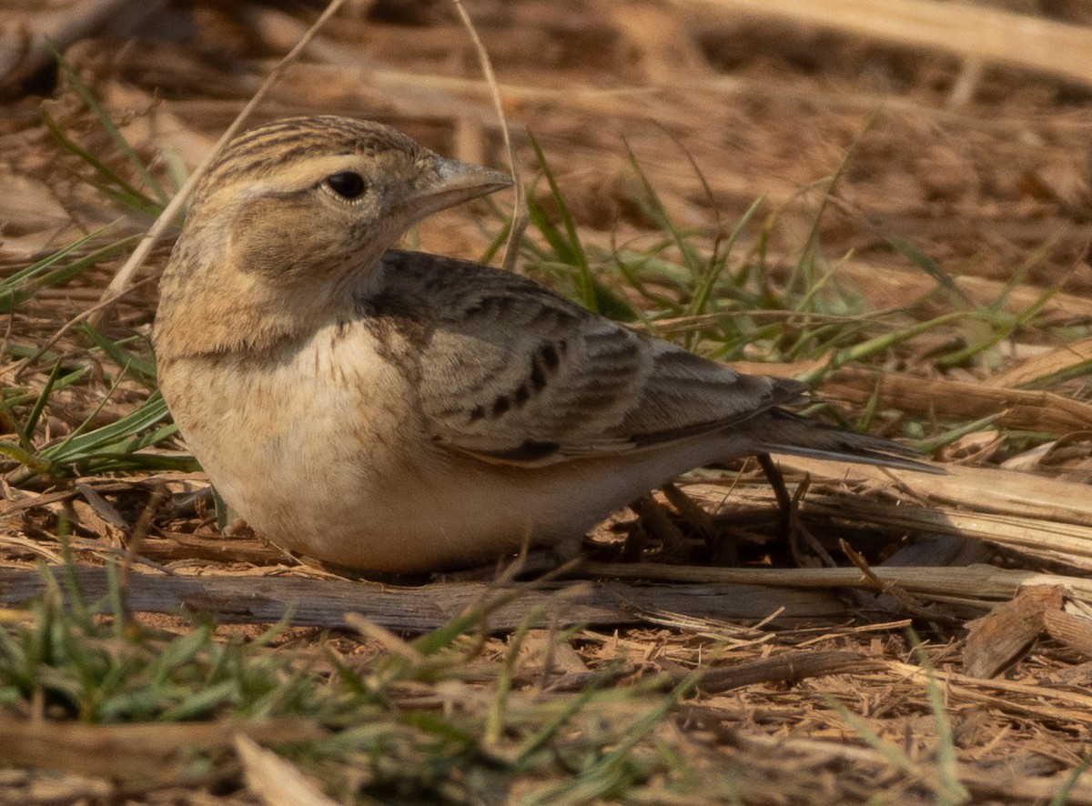 Alouette de Sykes - ML645978767