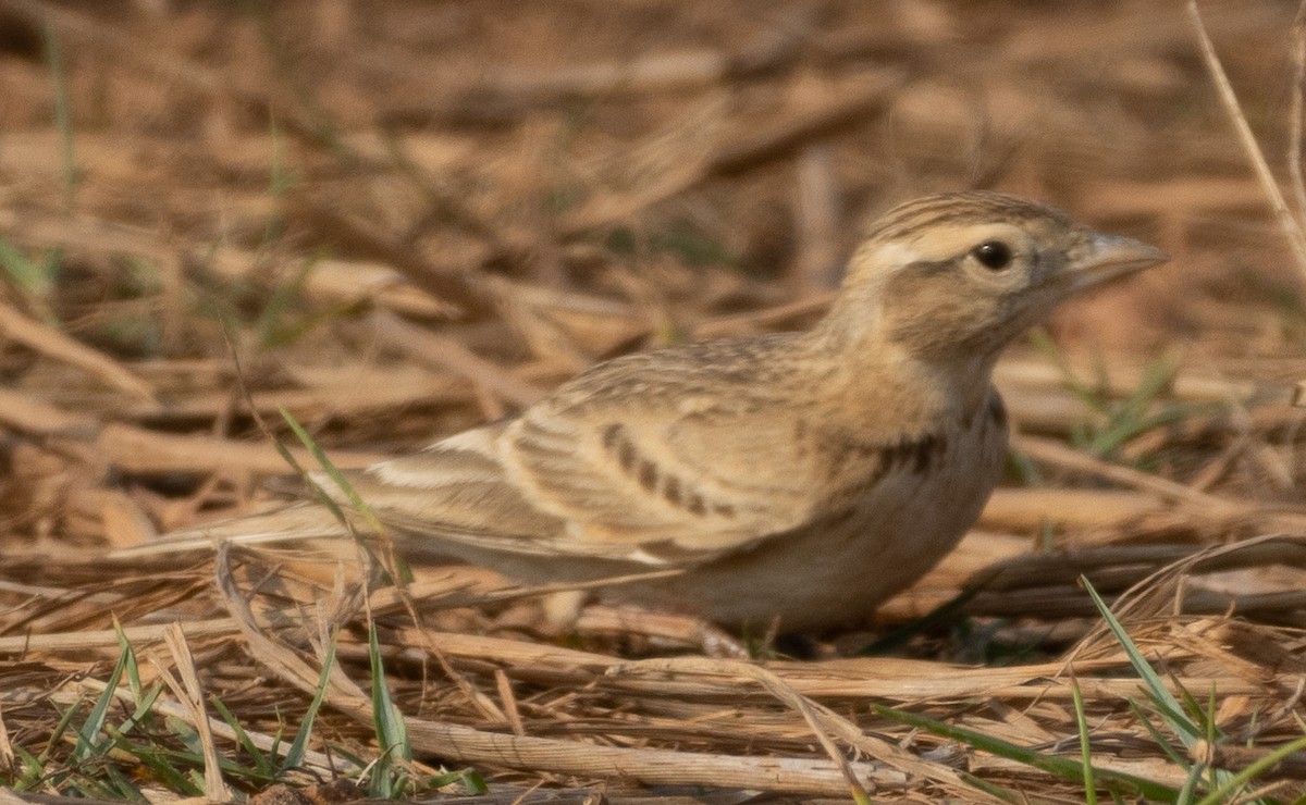 Alouette de Sykes - ML645978768