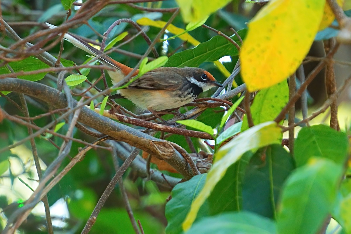 Arafura Fantail - ML645978769