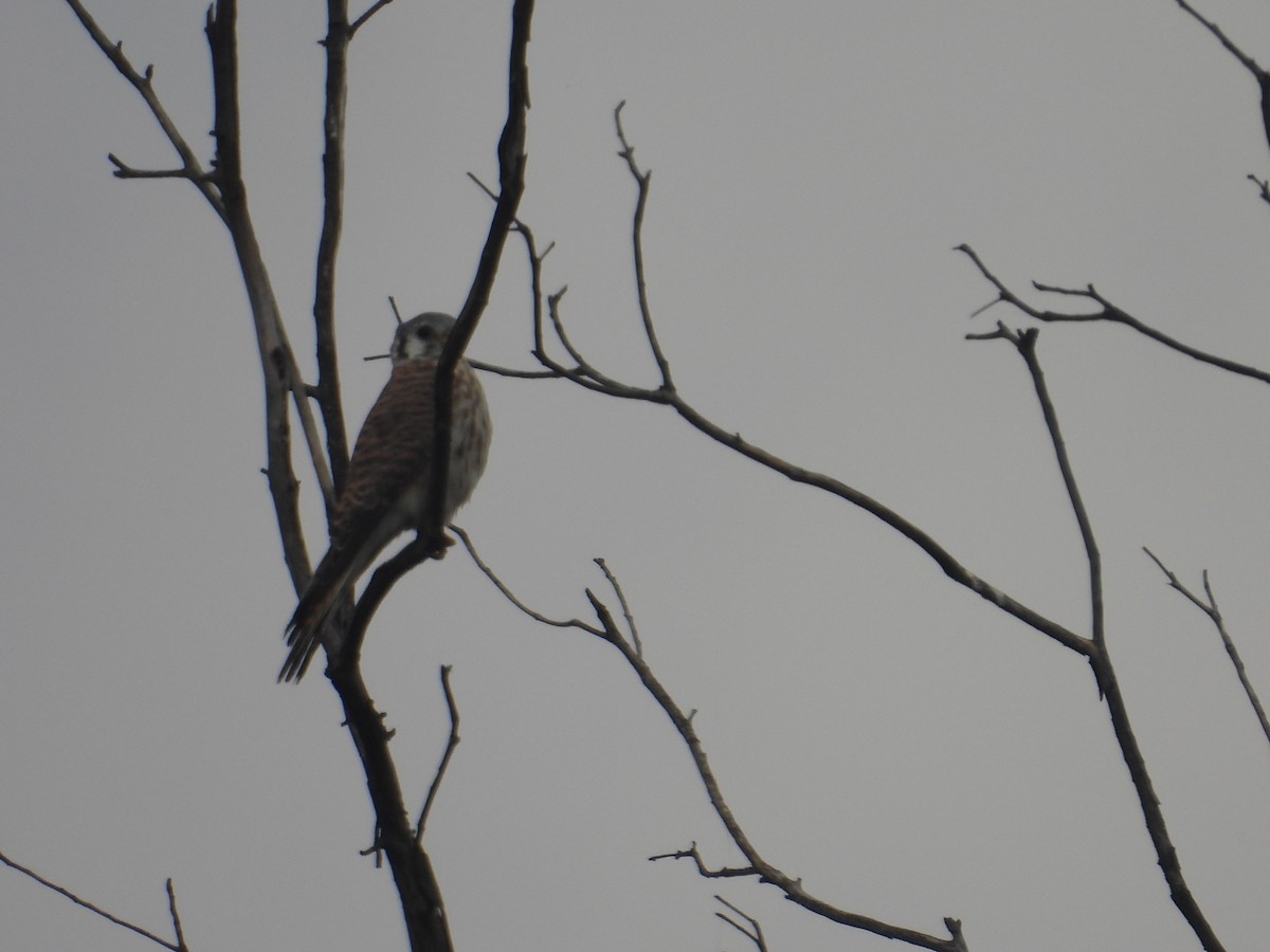American Kestrel - ML645978811