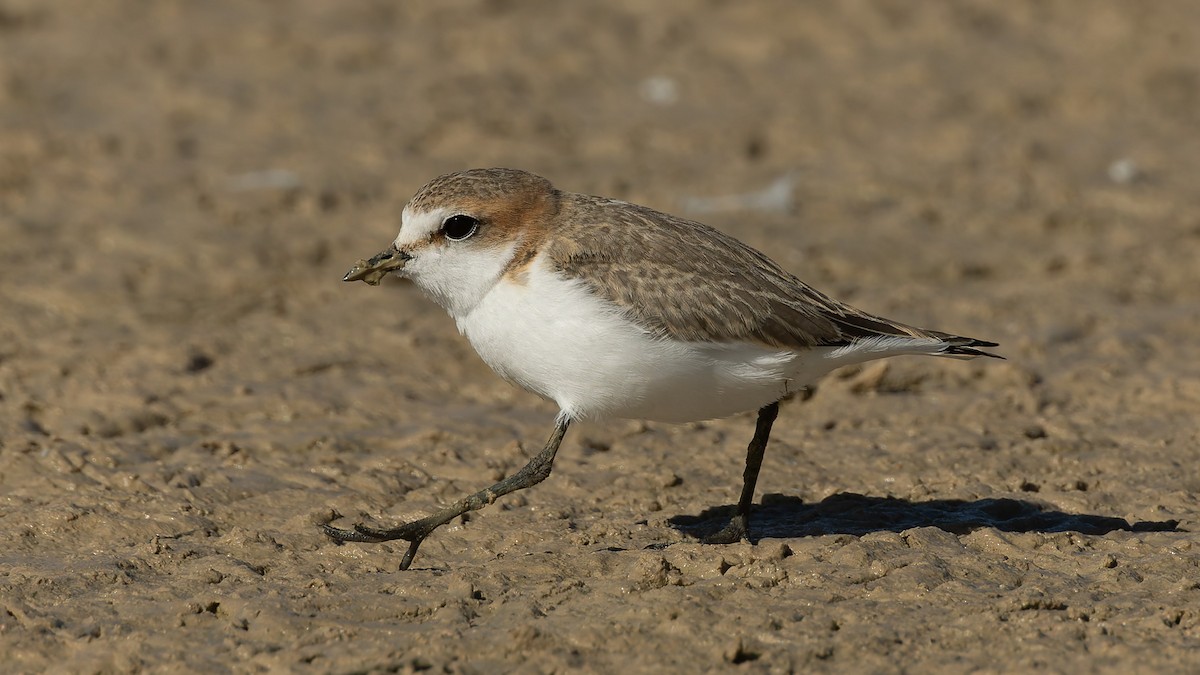 Red-capped Plover - ML645978812