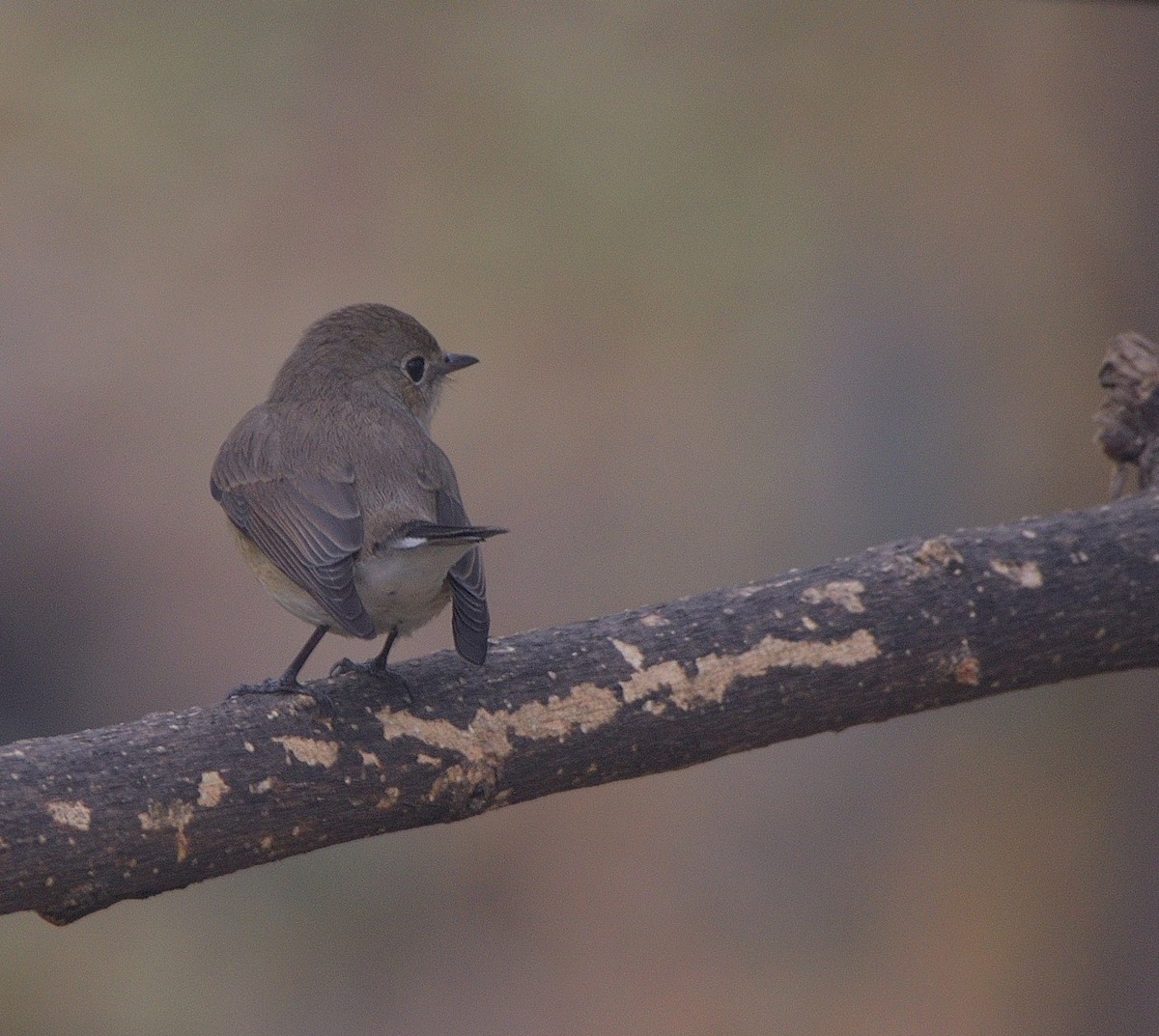 Red-breasted Flycatcher - ML645978813