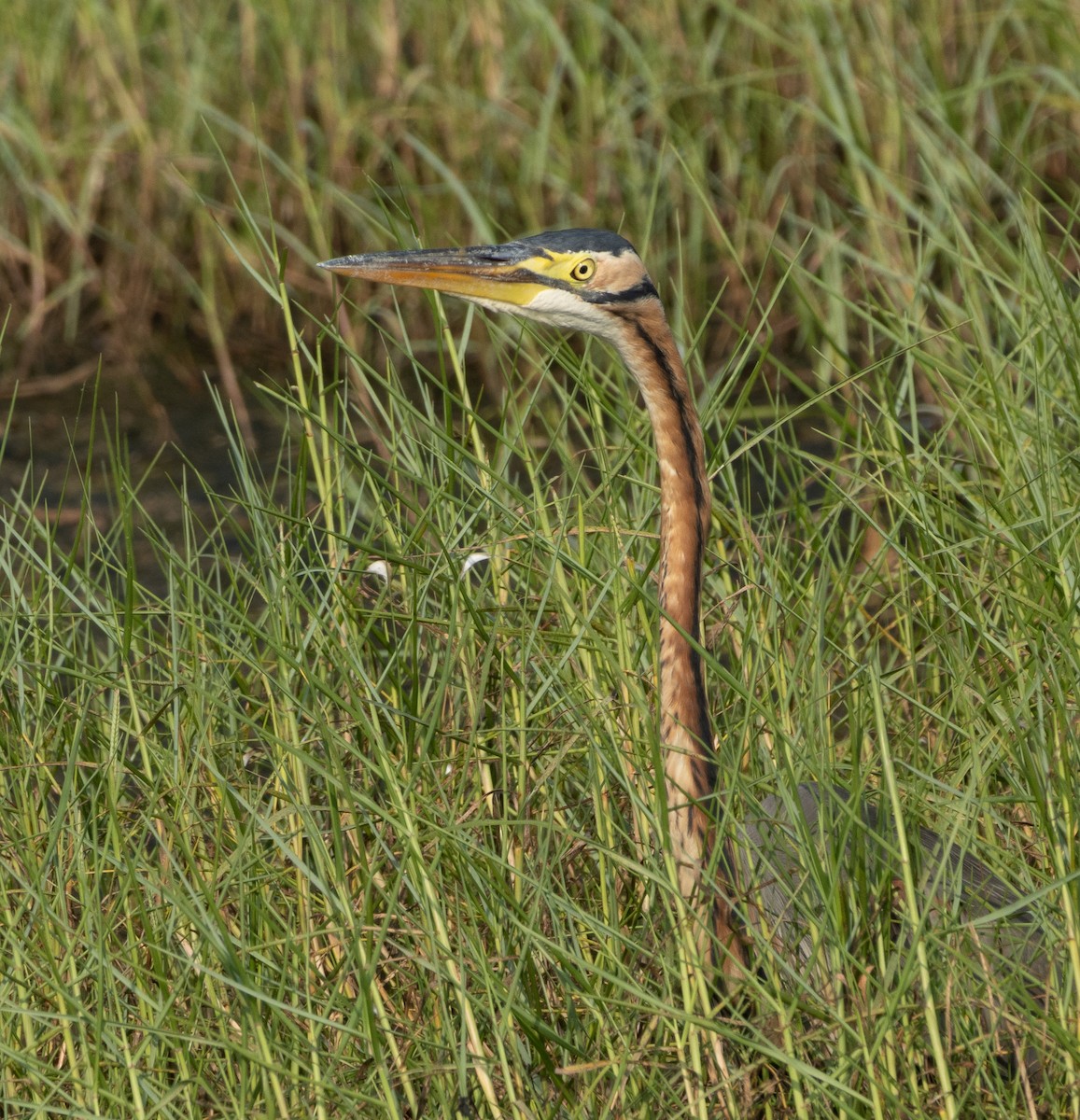 Purple Heron - ML645978814
