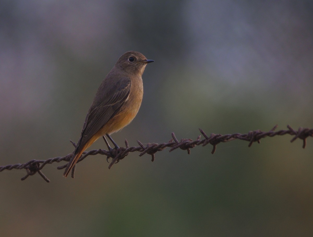 Black Redstart - ML645978815