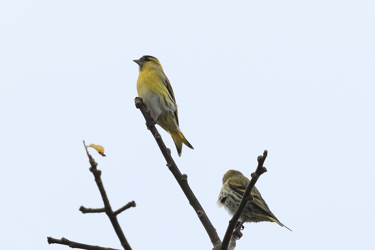 Eurasian Siskin - ML645978816