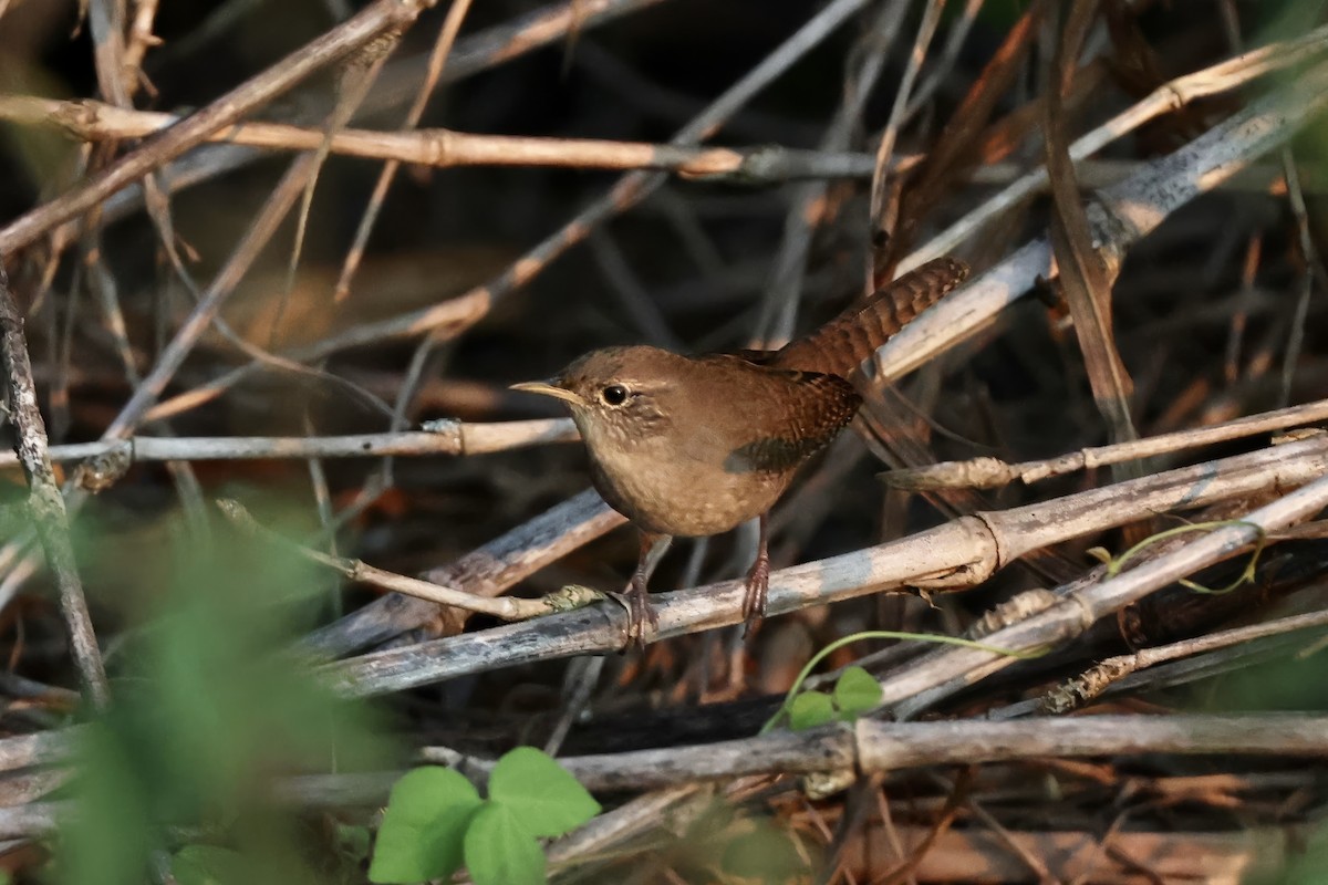 Northern House Wren - ML645978818