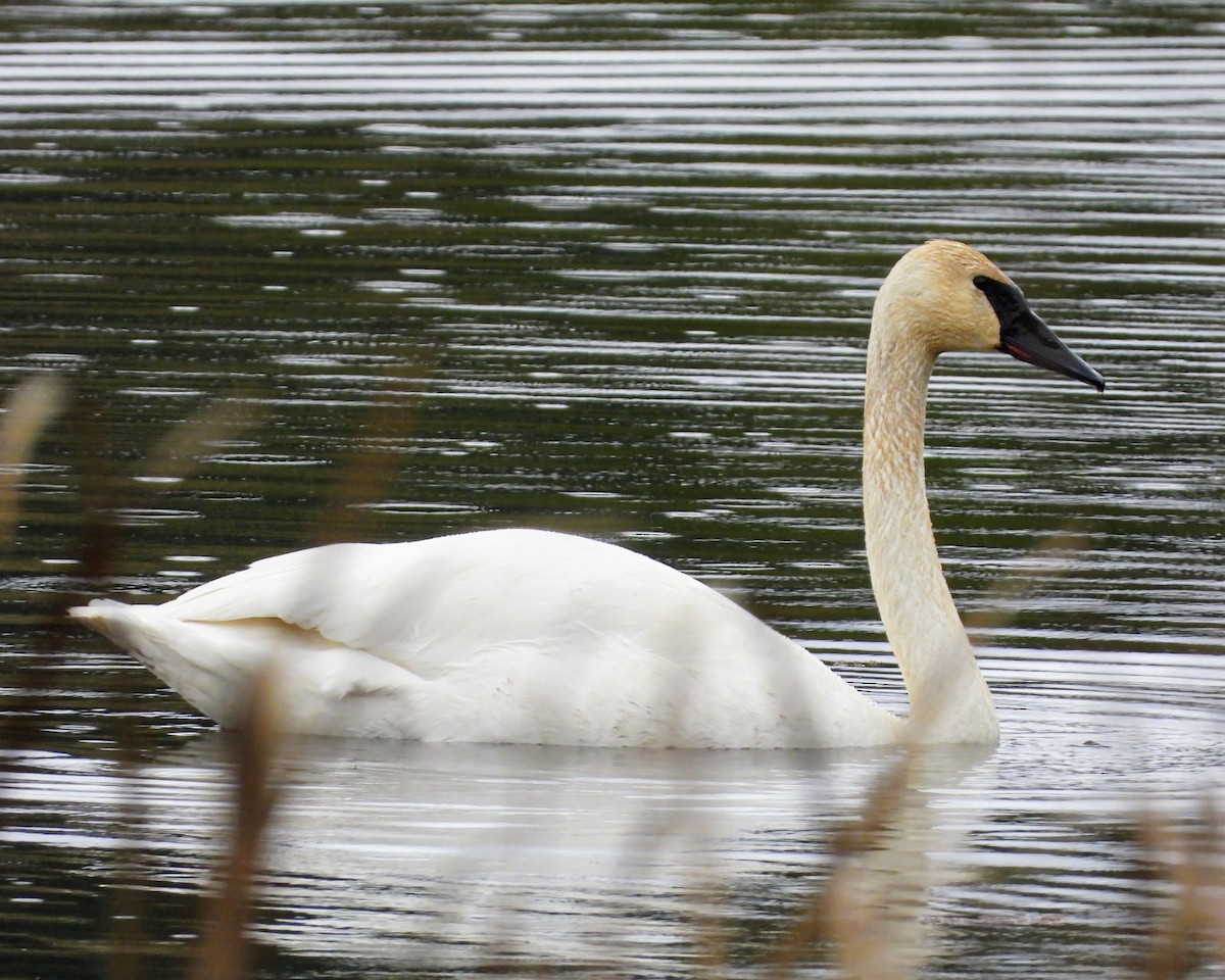 Trumpeter Swan - ML645978820