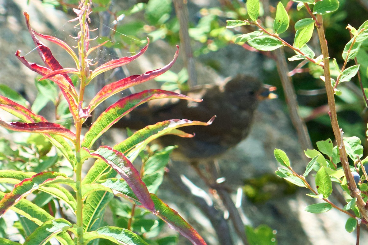Fox Sparrow - ML645978822