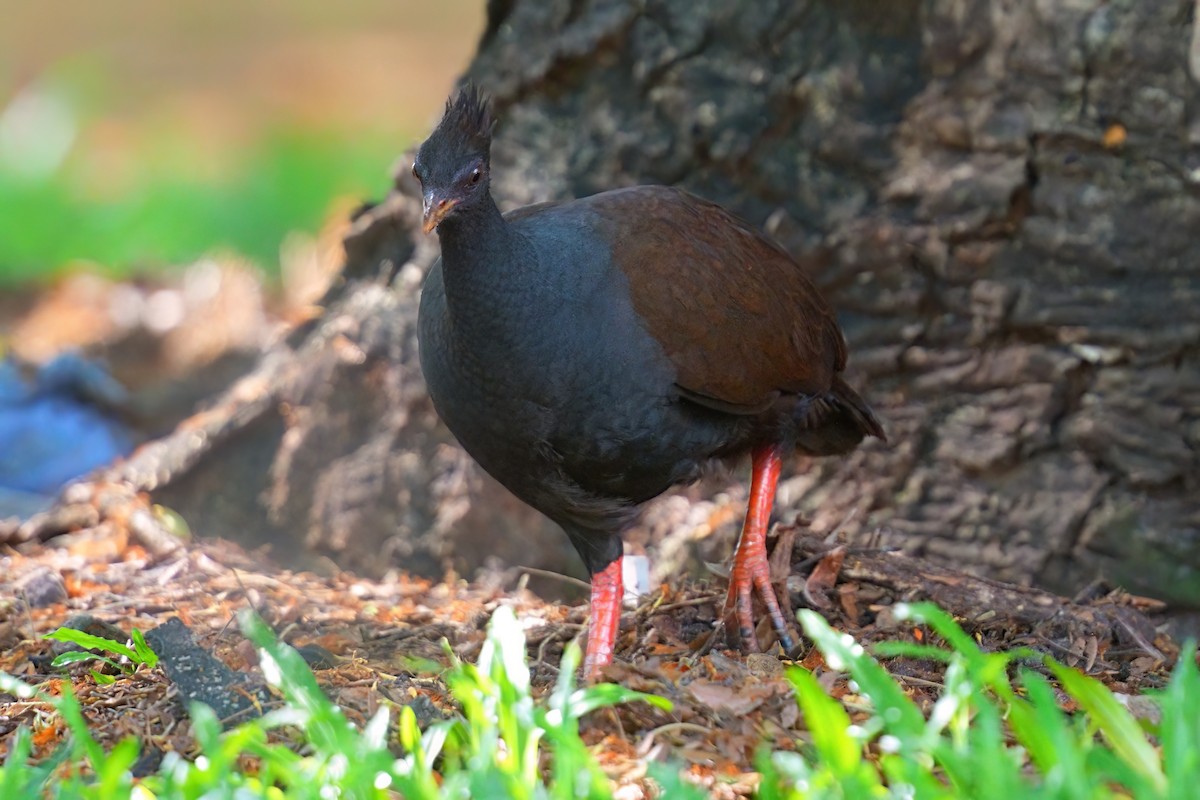 Orange-footed Megapode - ML645978824