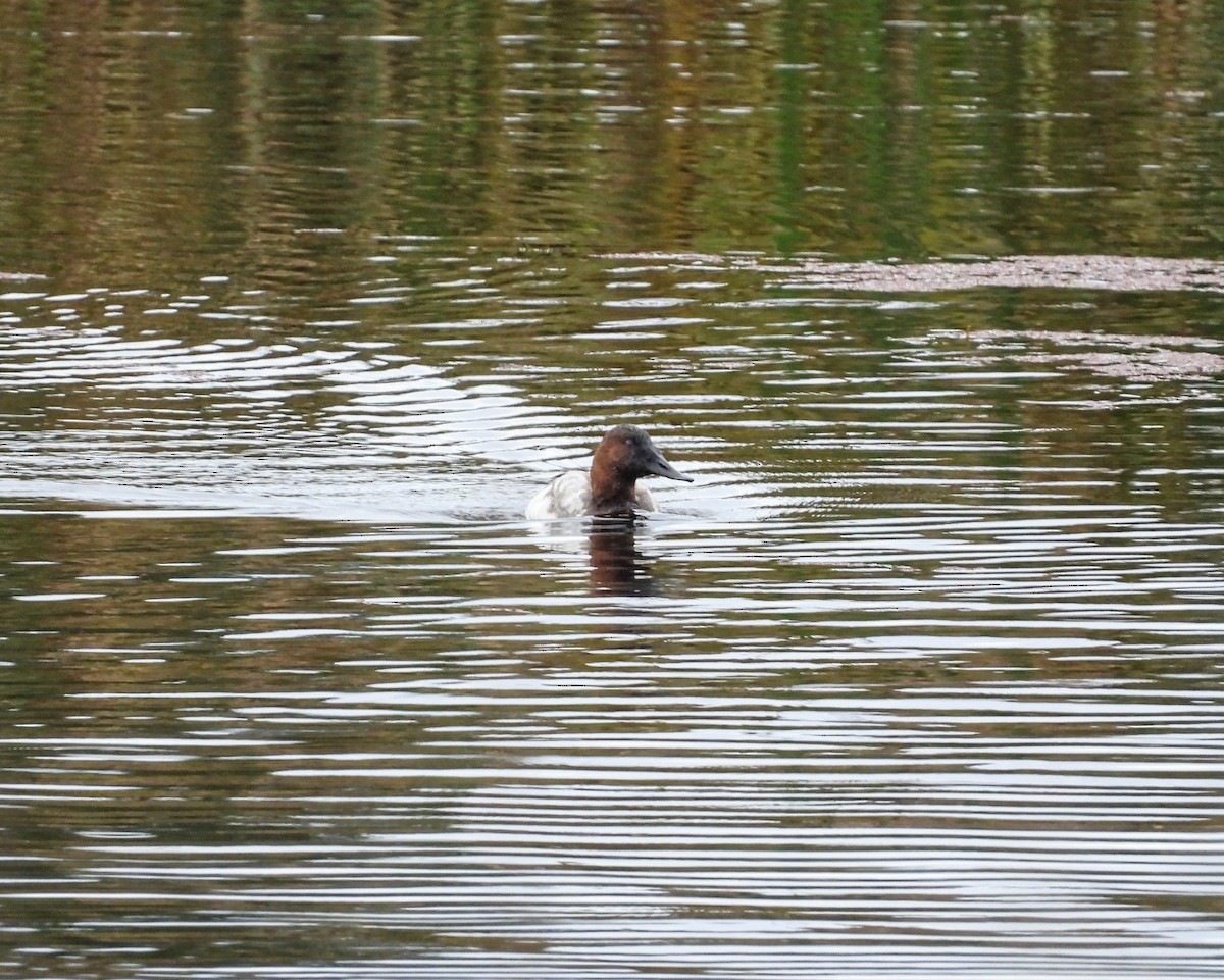 Canvasback - ML645978825