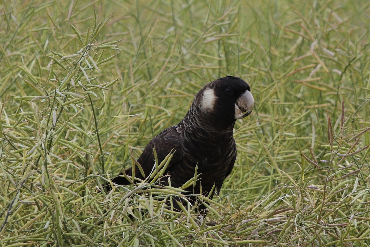 Carnaby's Black-Cockatoo - ML645978826