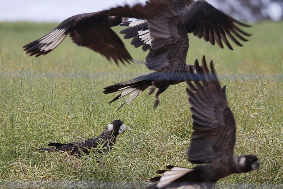 Carnaby's Black-Cockatoo - ML645978827