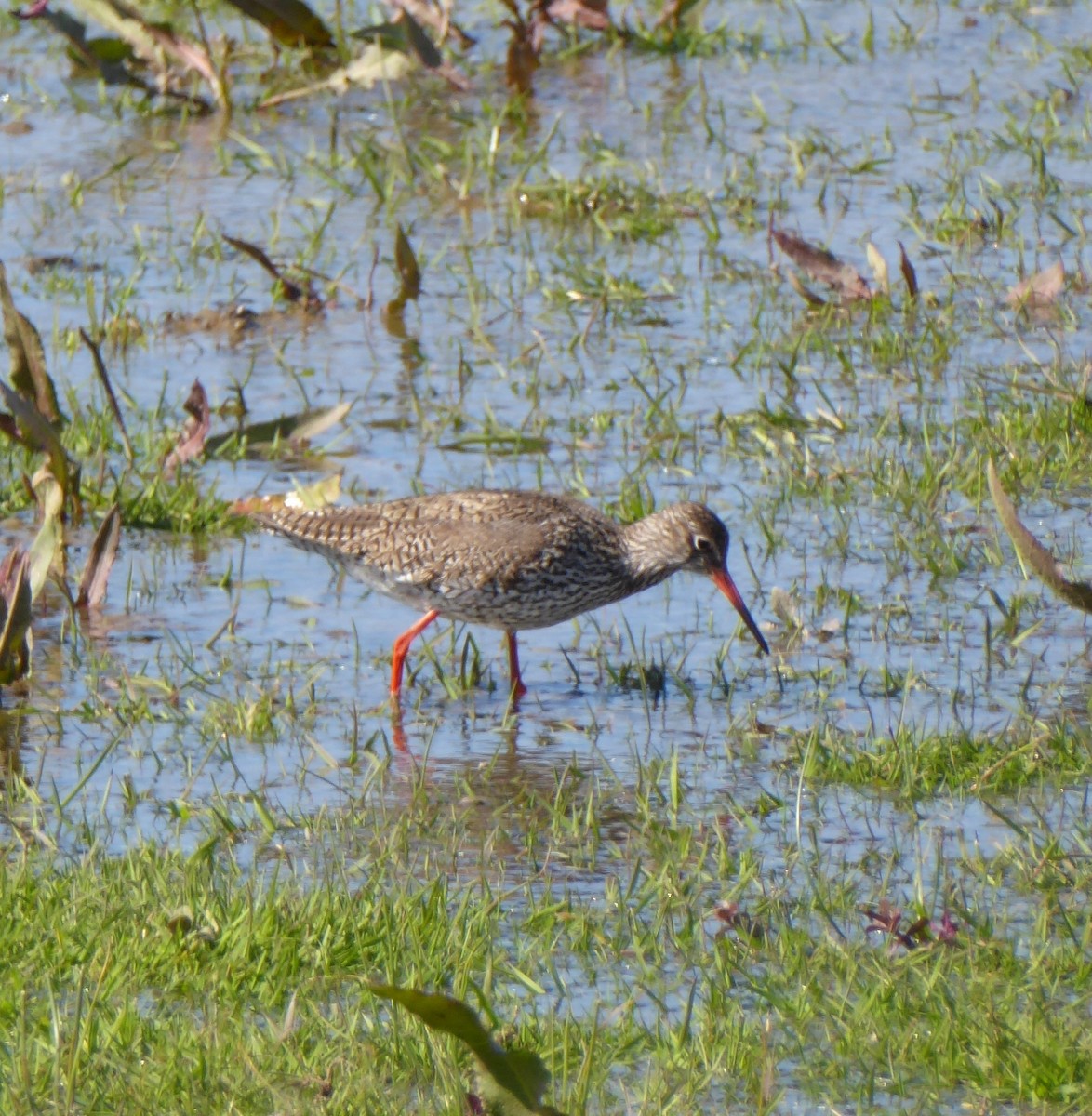Common Redshank - ML645978828