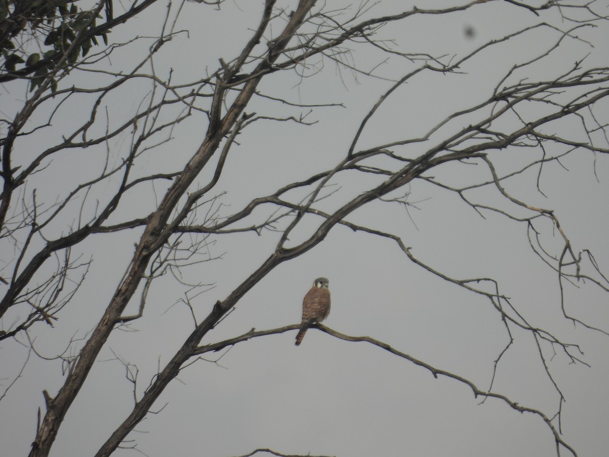 American Kestrel - ML645978829