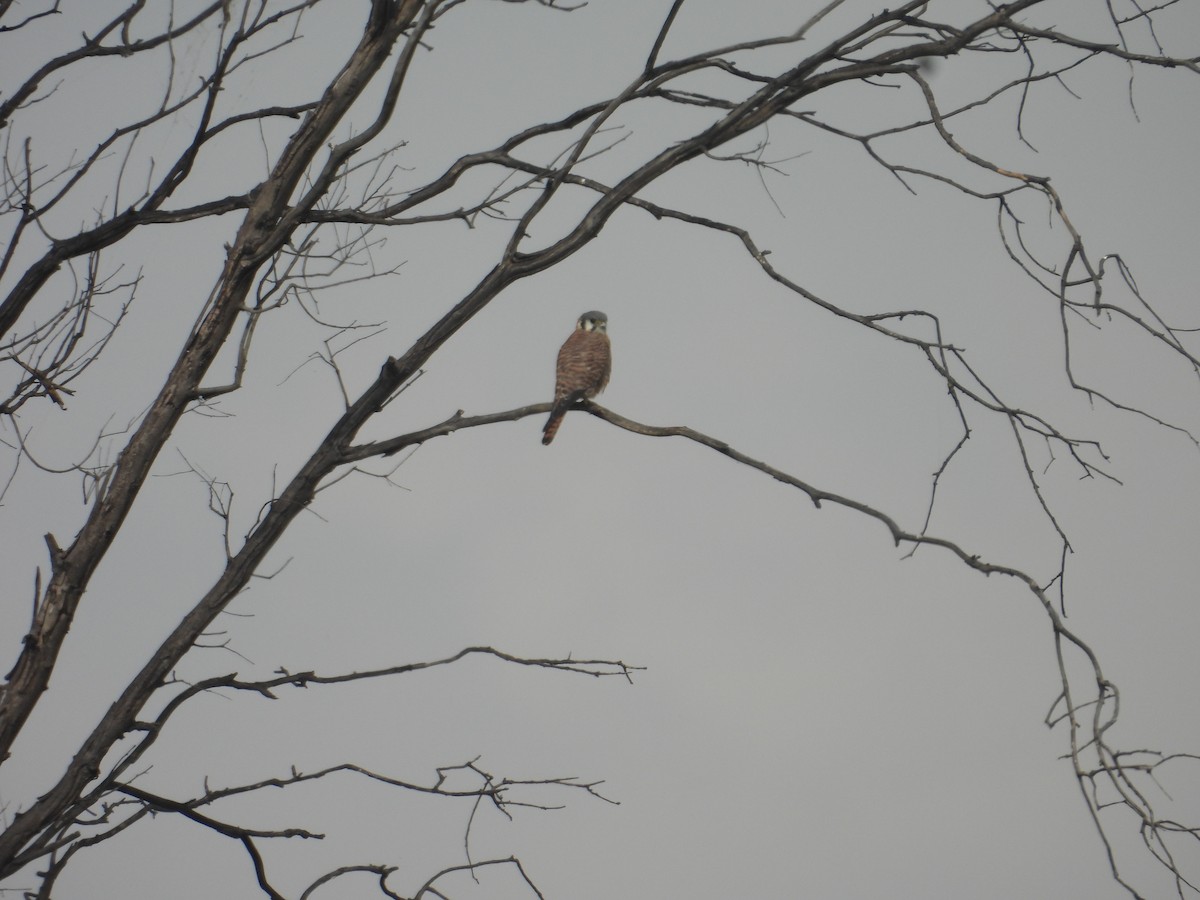 American Kestrel - ML645978830
