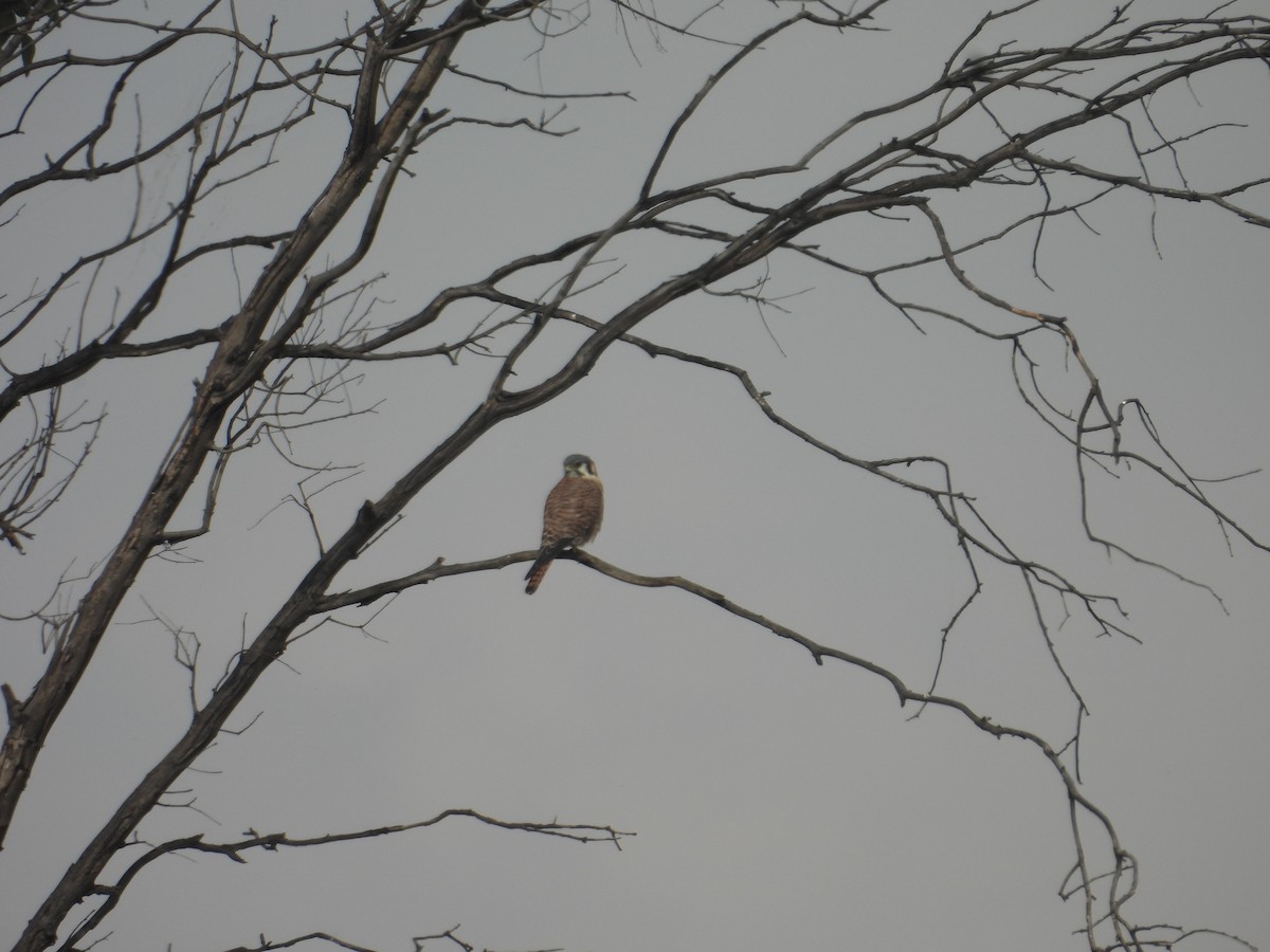 American Kestrel - ML645978831