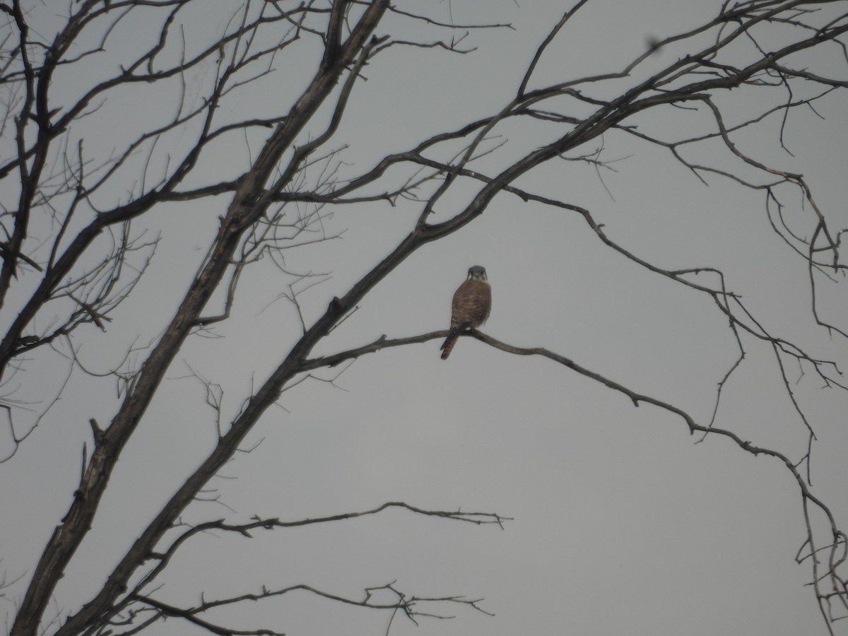 American Kestrel - ML645978832