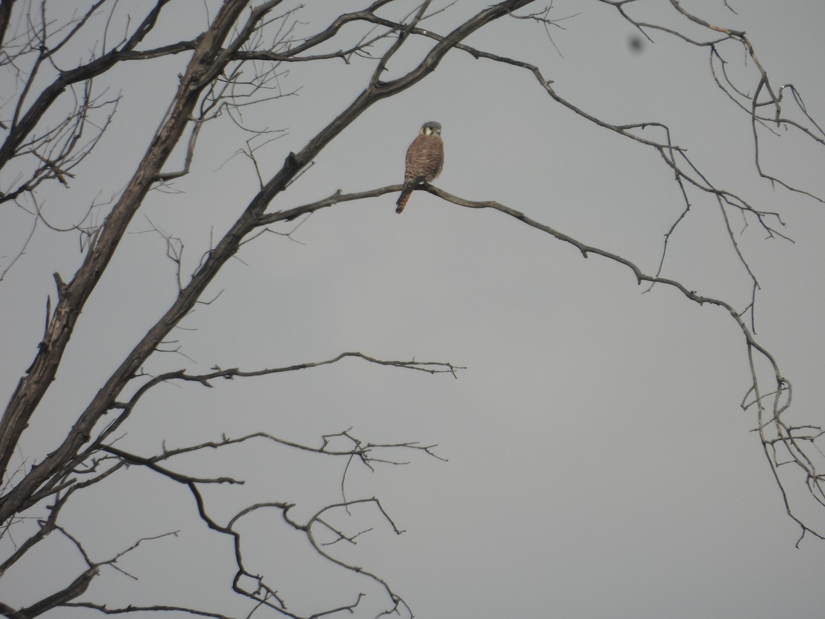 American Kestrel - ML645978833