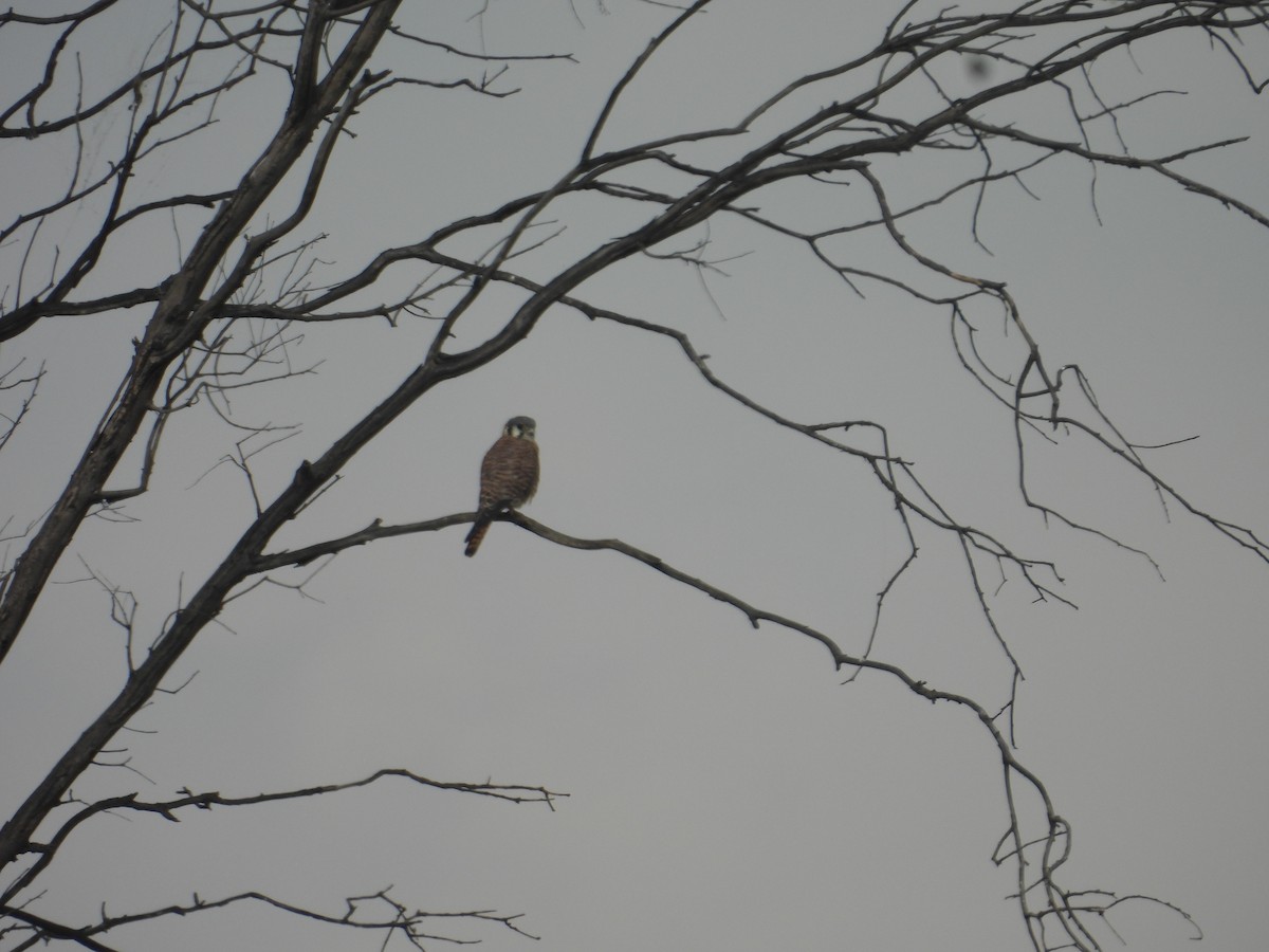 American Kestrel - ML645978834