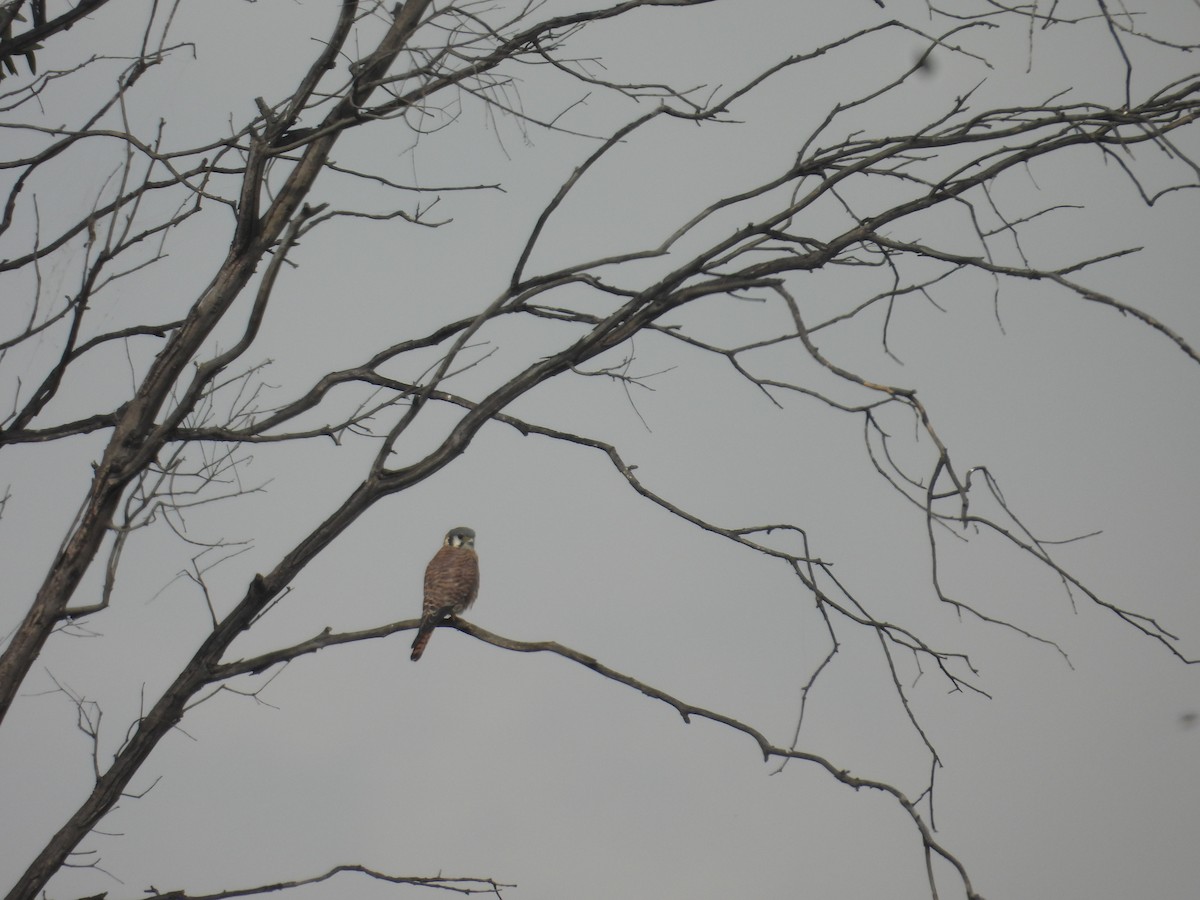 American Kestrel - ML645978835