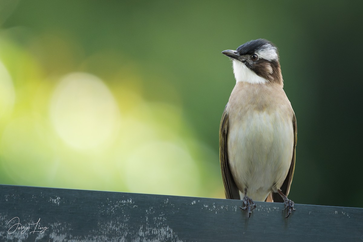 Light-vented Bulbul - ML645978836