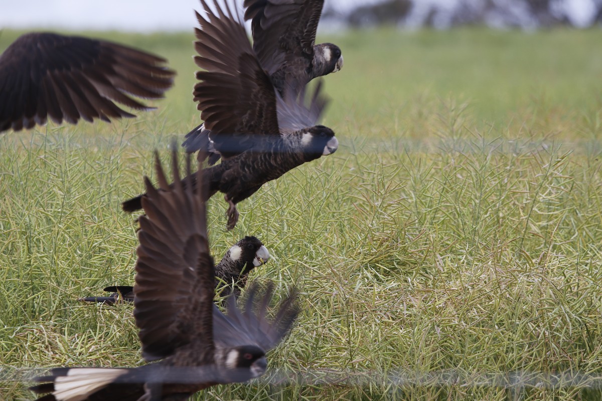 Carnaby's Black-Cockatoo - ML645978837