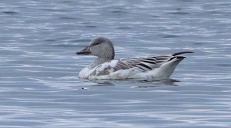 Snow Goose - ML645978838