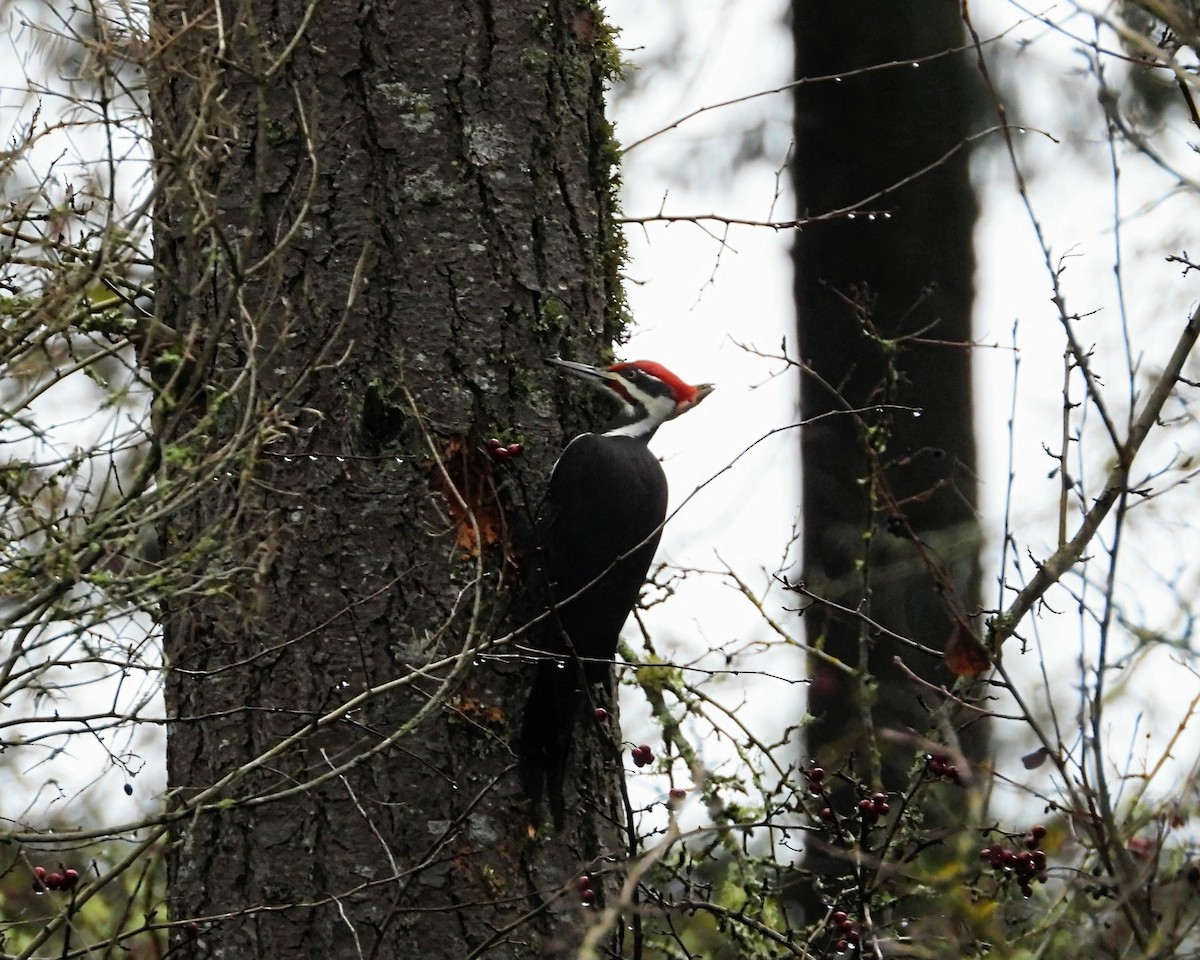 Pileated Woodpecker - ML645978839