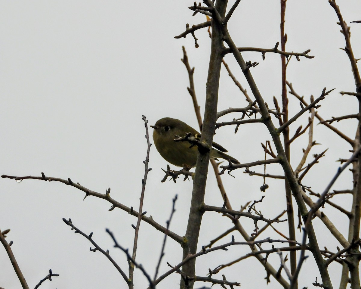 Rubingoldhähnchen - ML645978841