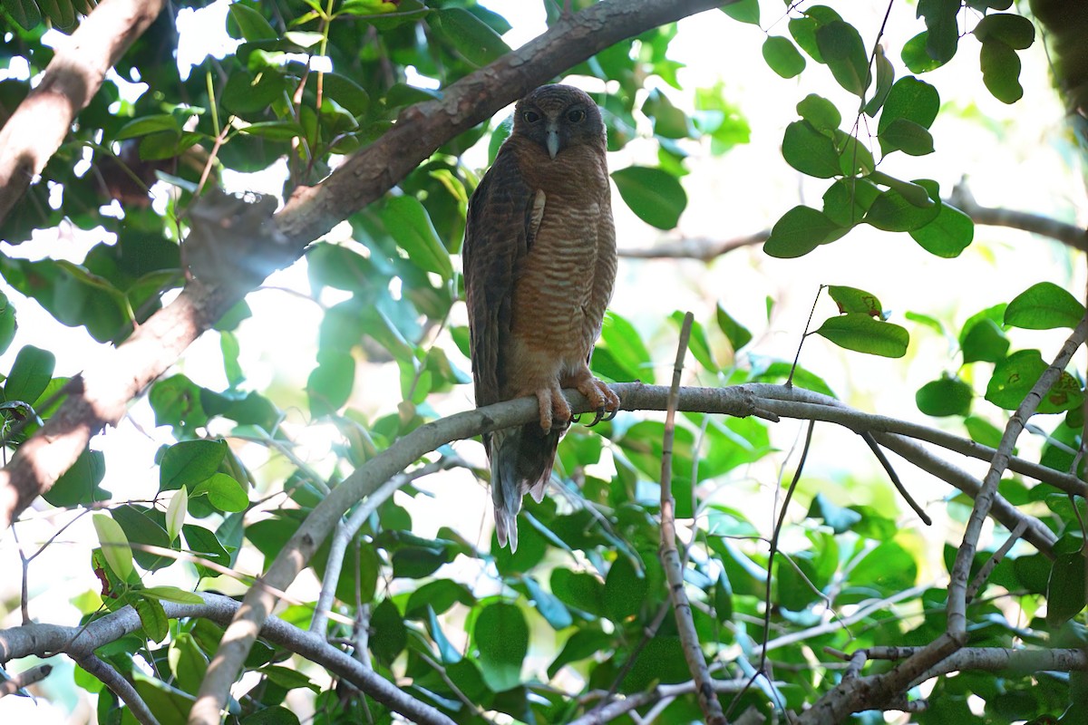 Rostkauz - ML645978842