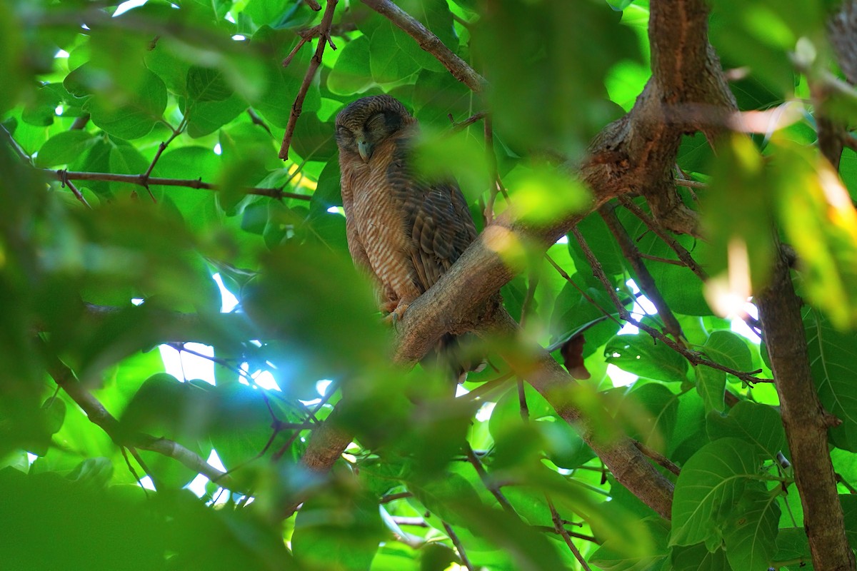 Rostkauz - ML645978843