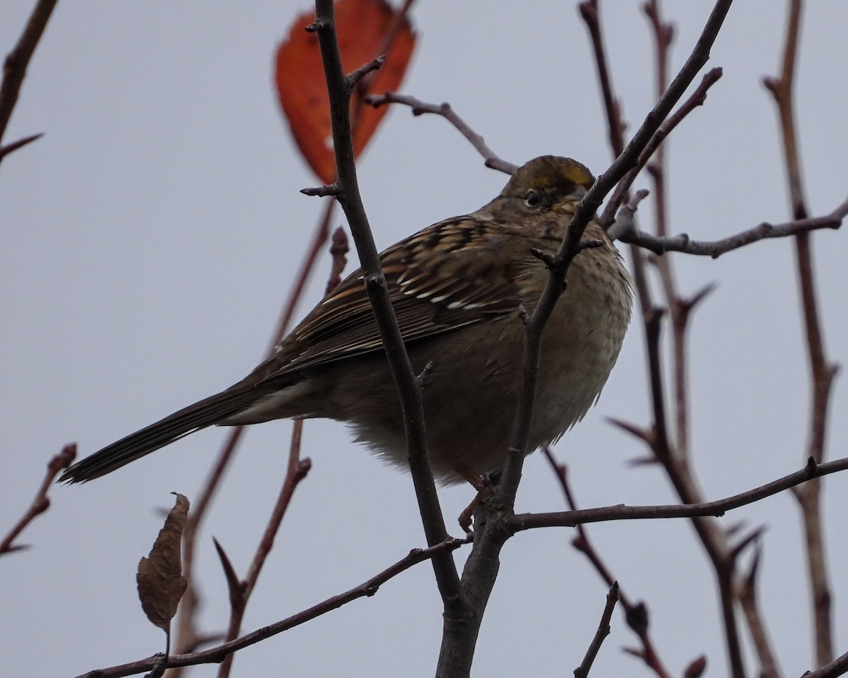 Kronenammer - ML645978846